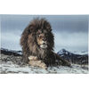 Картина Proud Lion, коллекция Гордый лев Картина Proud Lion, коллекция Гордый лев