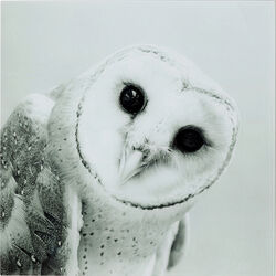 Картина Owl, коллекция Сова Картина Owl, коллекция Сова